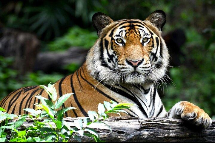 4-Day Ranthambore Tiger Safari Tour to Agra and Jaipur from Delhi