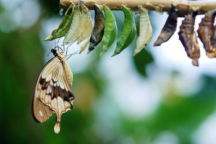 Zanzibar Green Tour Spice Farm and Butterfly Centre