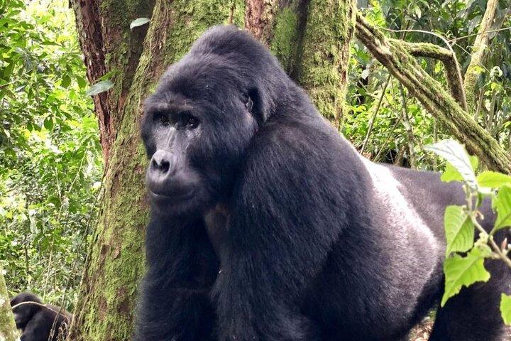 8-Day Uganda Vacation Including Chimps and Gorilla Trekking
