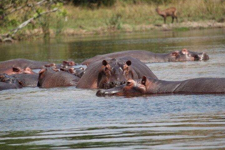 8-Day Uganda Vacation Including Chimps and Gorilla Trekking