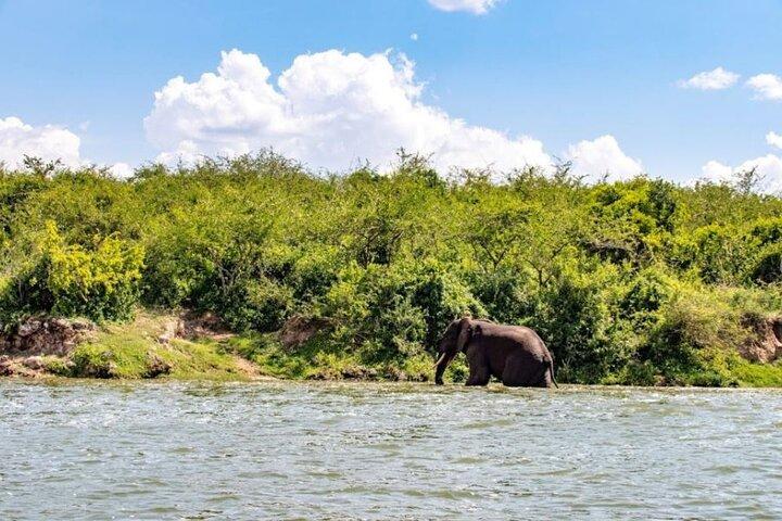 8-Day Uganda Vacation Including Chimps and Gorilla Trekking