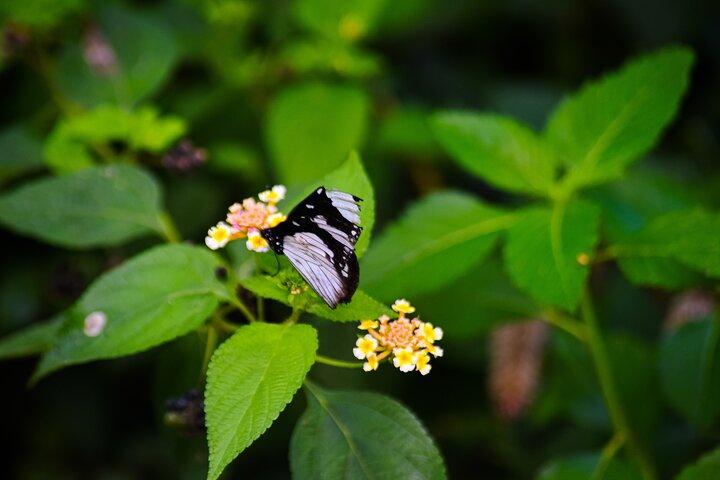 Zanzibar Green Tour Spice Farm and Butterfly Centre