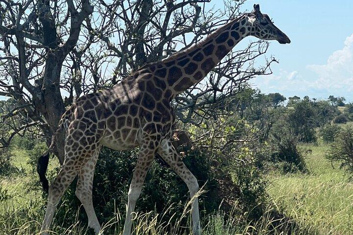 8-Day Best of Uganda Honeymoon Big5 Wildlife Safari & The Nile
