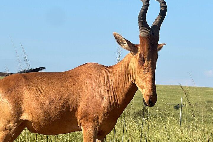 8-Day Best of Uganda Honeymoon Big5 Wildlife Safari & The Nile