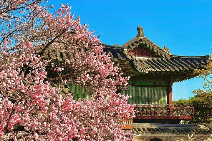 Seoul City Cherry Blossom Private Sightseeing Tour