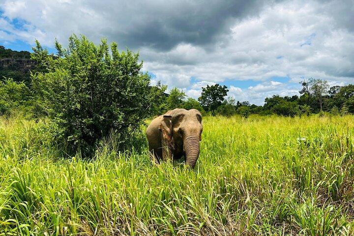 Minneriya National Park Elephant Safari Tour Sigiriya