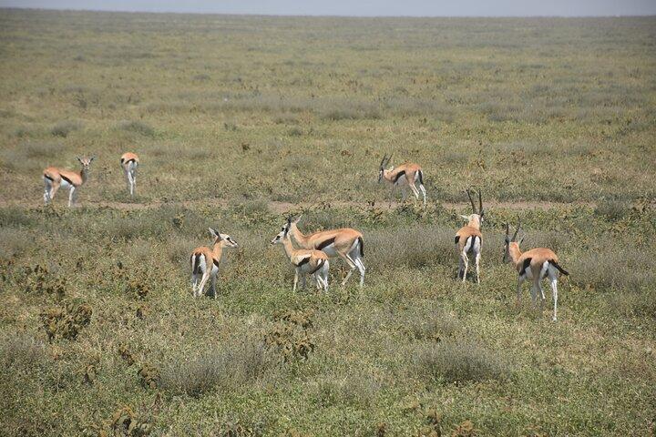 Chase the Big 5: 3-Day Classic Safari to Serengeti & Ngorongoro