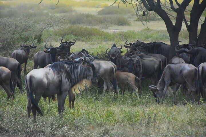 Chase the Big 5: 3-Day Classic Safari to Serengeti & Ngorongoro