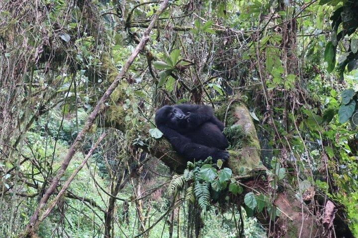 5-Day Gorilla Tour and Chimpanzee Tracking in Uganda