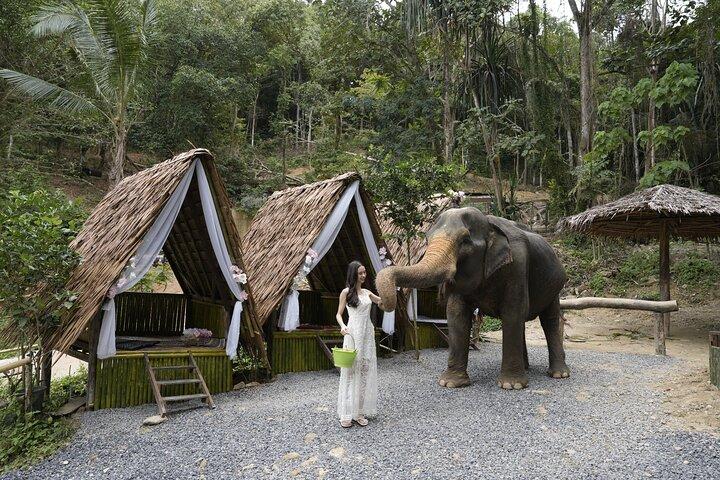 Half day with Elephants at Patong Elephant Hug （No ride No trick）