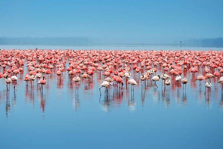 One Day Tour to Lake Nakuru from Nairobi 4WD