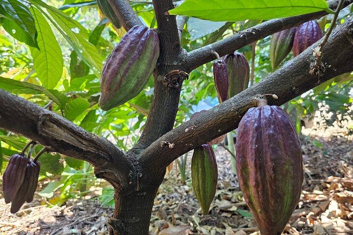 Full Day Tour Stone Town (City tour)+Prison Island and Spice Farm