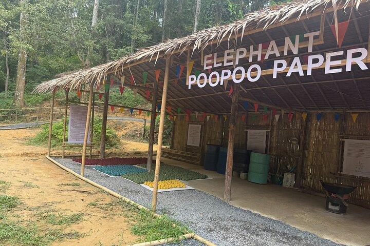 Half day with Elephants at Patong Elephant Hug （No ride No trick）