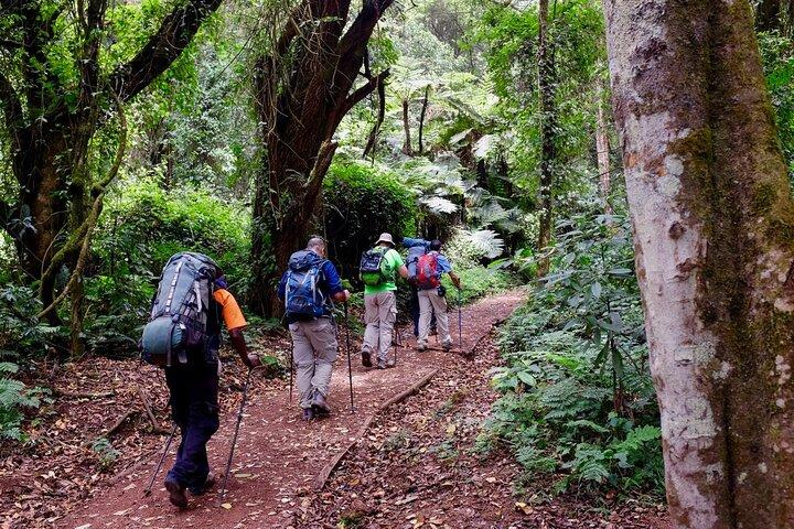 8 Days Mount Kilimanjaro Trek Tour Lemosho Route