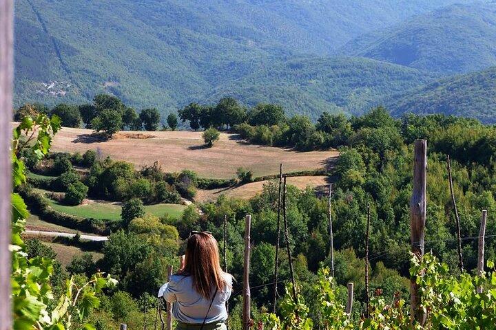 Winery Tour and Tasting 4 wines at Cantina Le Macchie near Rome