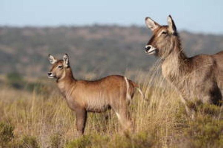 Amakhala Game Reserve Half Day Big 5 Safari Adventure