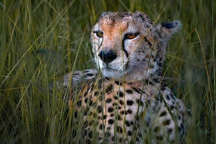 3 Day Safari Tour in Maasai mara with 4x4 vehicle