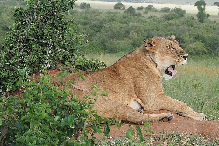 1 Day Tour to Amboseli Park And a Majestic Mt Kilimanjaro View