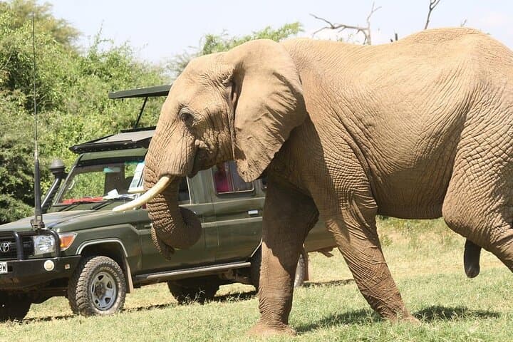 Nairobi's Wilderness for a 5 Day Tour Experience