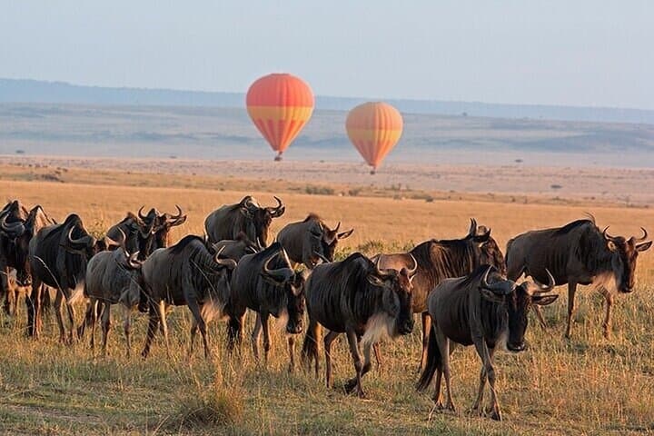 3 Day Safari Tour in Maasai mara with 4x4 vehicle