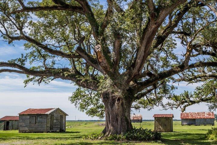 Felicity Plantation Tour