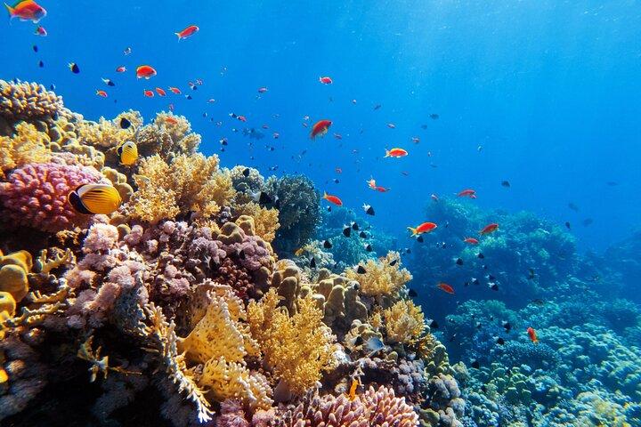Contoy Island Tour from Playa del Carmen & Cancun