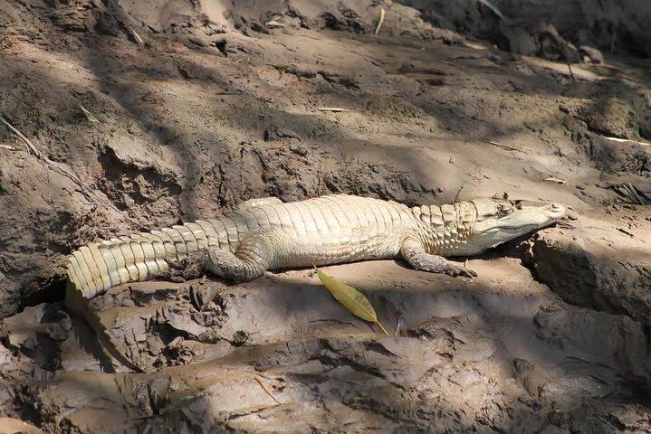 Peruvian Amazon Rainforest of Tambopata for 3 Days 2 Nights