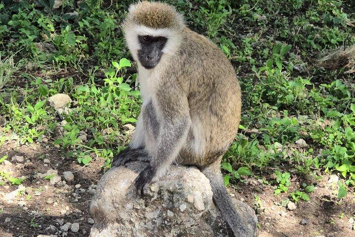 5-Days Tanzania Safari and Cultural Adventure
