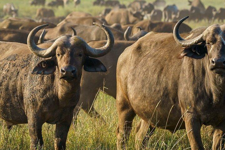 3-Day Maasai Mara Safari: Game Drives and Cultural Experience