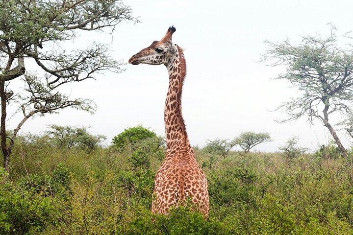 3-Day Maasai Mara Safari: Game Drives and Cultural Experience