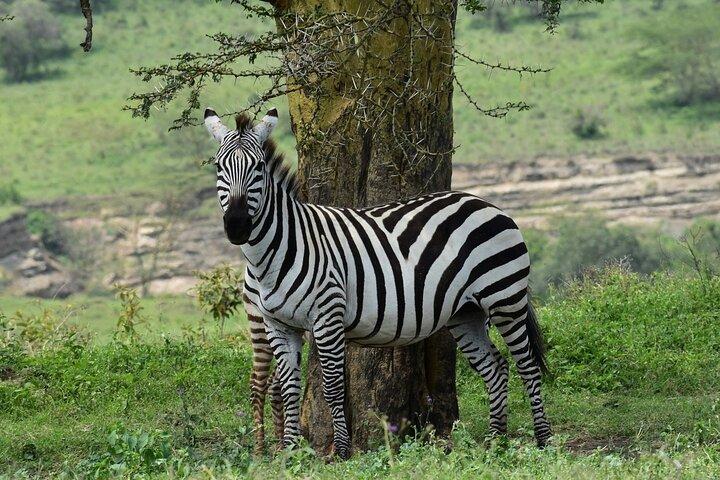 3-Day Maasai Mara Safari: Game Drives and Cultural Experience