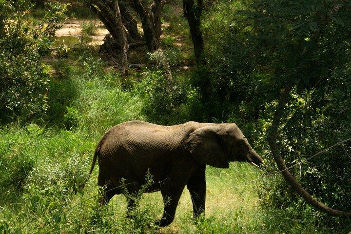 3-Day Maasai Mara Safari: Game Drives and Cultural Experience