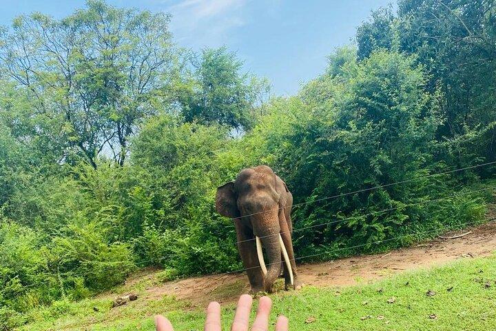 All Inclusive Safari Tour at Udawalawa National Park