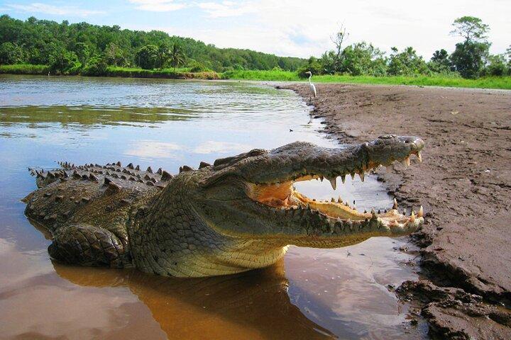 Crocodile River Adventure Tour in Costa Rica