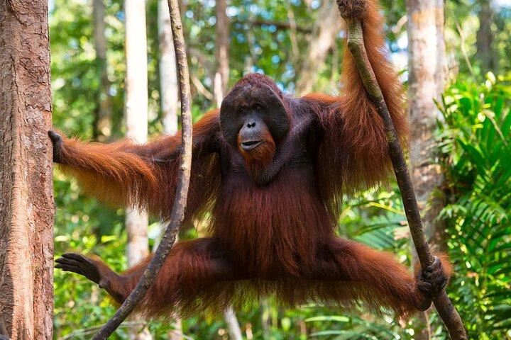 1 Day Orangutan Jungle Trek in Sumatra