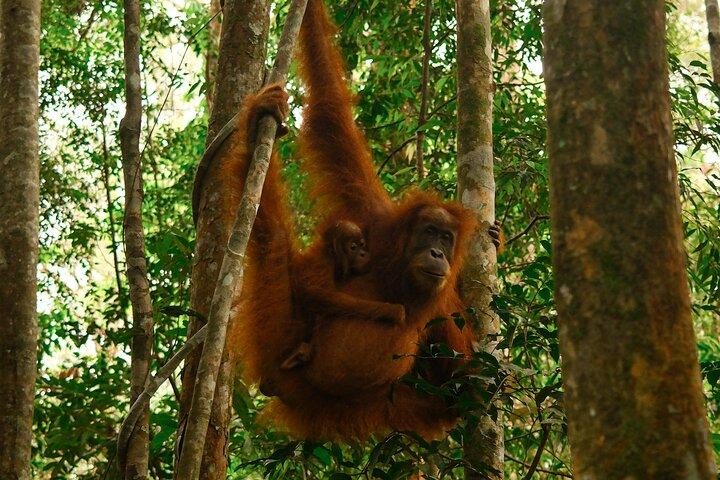 1 Day Orangutan Jungle Trek in Sumatra