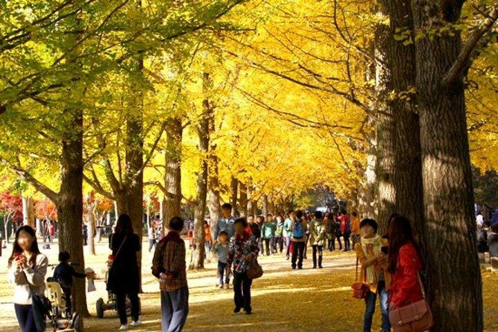 Nami Island Tour with Petite France and Italian Village