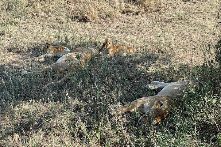 5 Day Private Midrange Safari in Tanzania