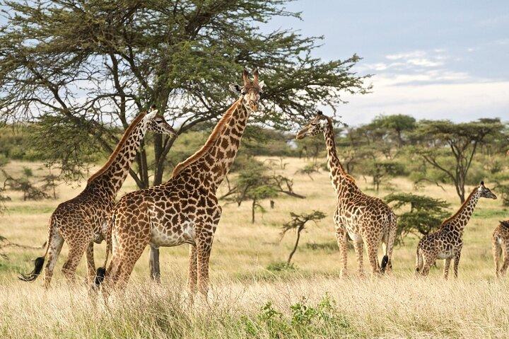 5 Day Private Midrange Safari in Tanzania
