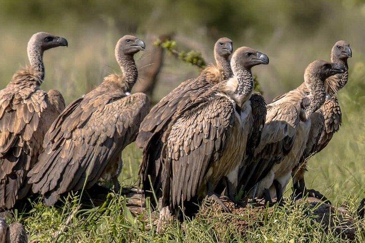 5 Day Private Midrange Safari in Tanzania