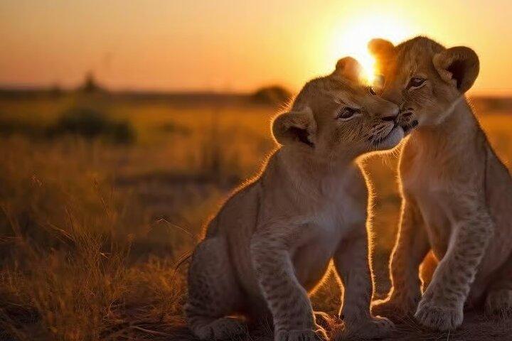 Nairobi National Park Sunset and Night Game Drive Tour