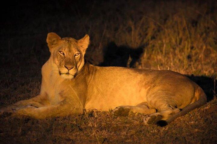 Nairobi National Park Sunset and Night Game Drive Tour