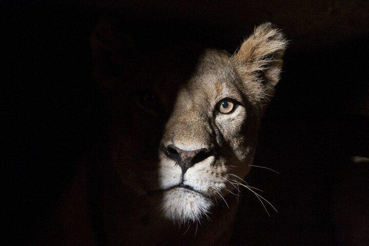 Nairobi National Park Sunset and Night Game Drive Tour