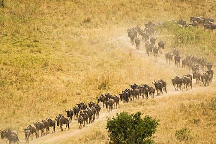 8 Days Highlight of Tanzania Mid-Range Standard