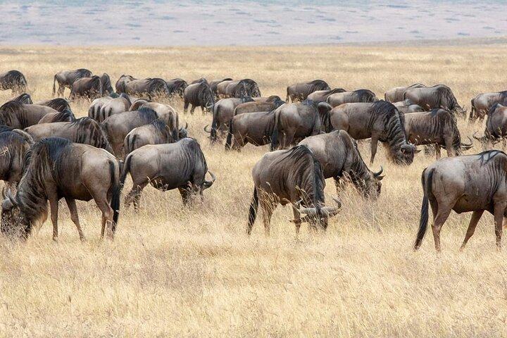 8 Days Highlight of Tanzania Mid-Range Standard