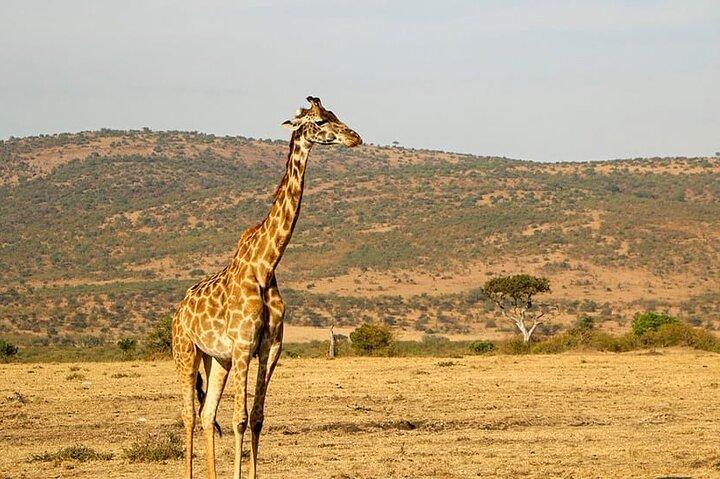 8 Days Highlight of Tanzania Mid-Range Standard