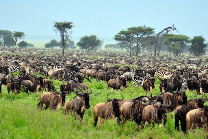 4 Day Great Migration Serengeti Luxury Experience