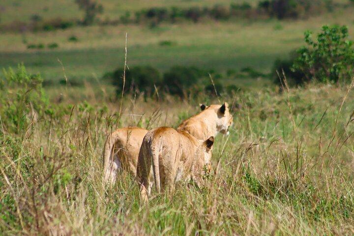 Masai Mara Private Safari in 4X4 Safari Jeep