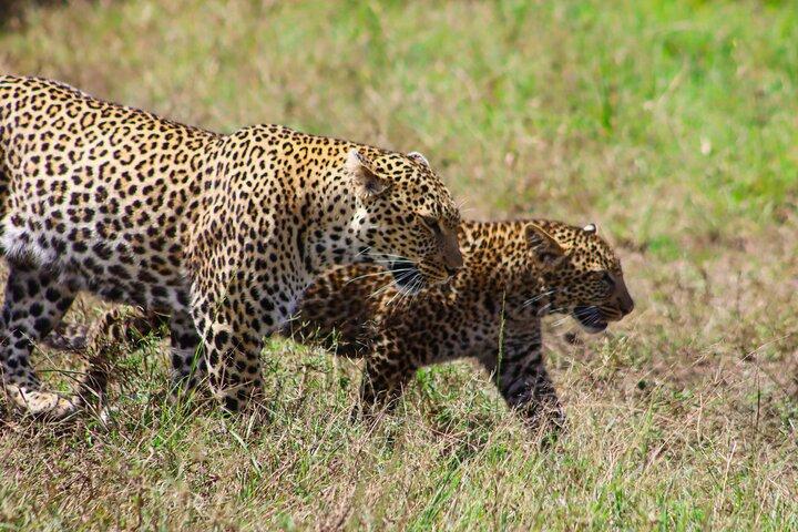 Masai Mara Private Safari in 4X4 Safari Jeep