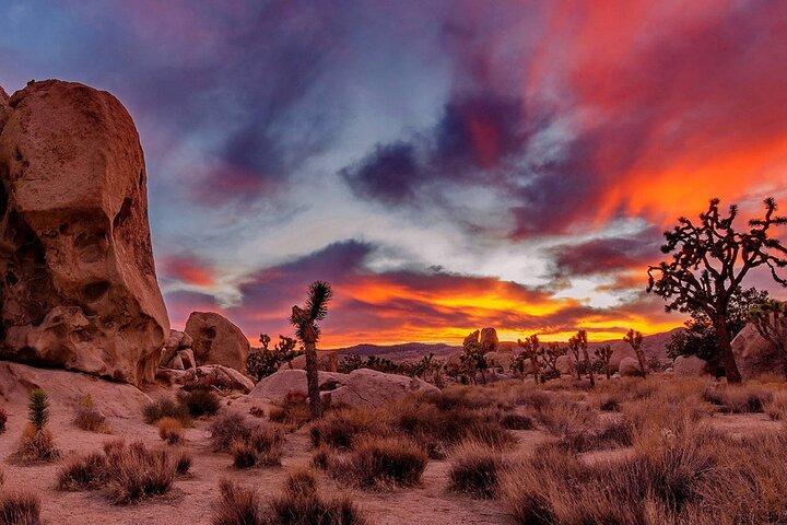 Joshua Tree National Park Small Group Day Tour from Los Angeles